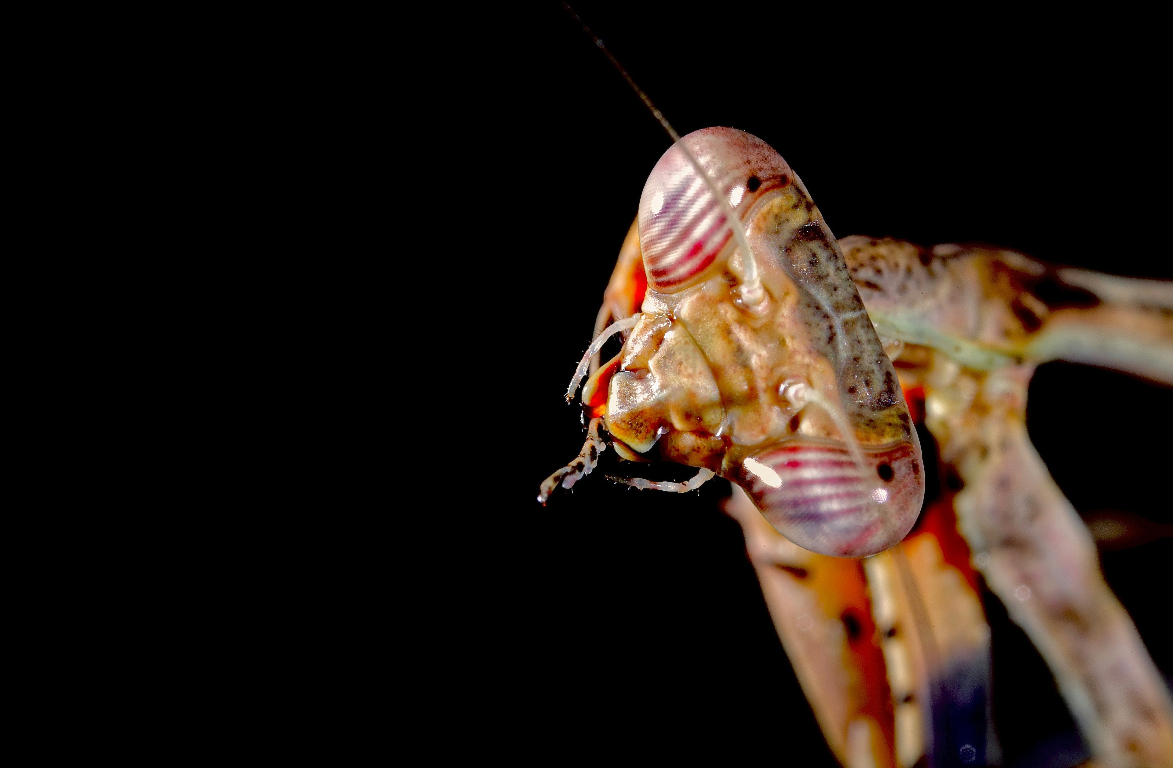 Jumbo Tiger Shrimp - Peeled & Deveined