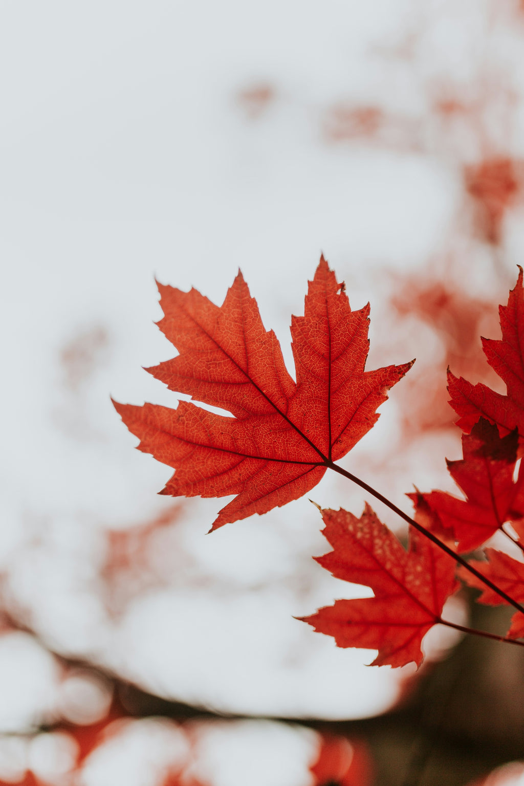 Pure Canadian Maple Syrup - Grade A Dark
