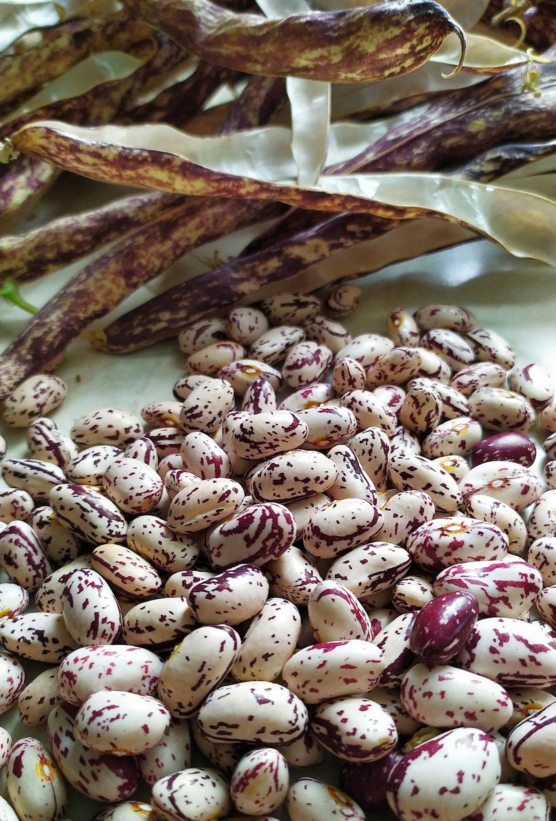 Premium Canned Kidney Beans - Ready to Eat