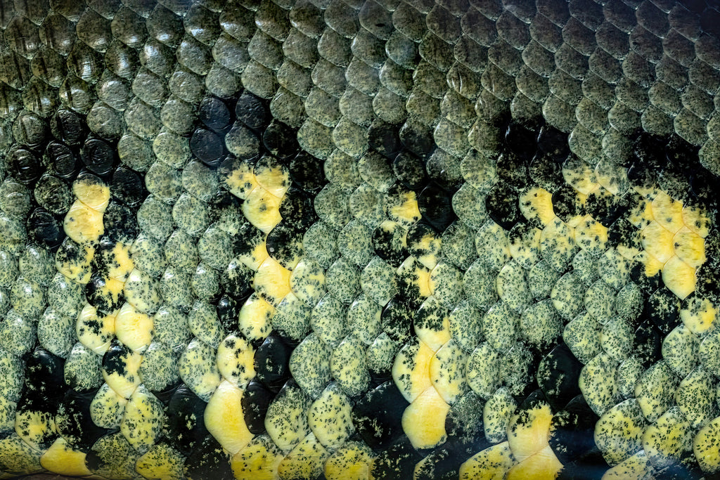 Premium Sturgeon Caviar - Black Pearl