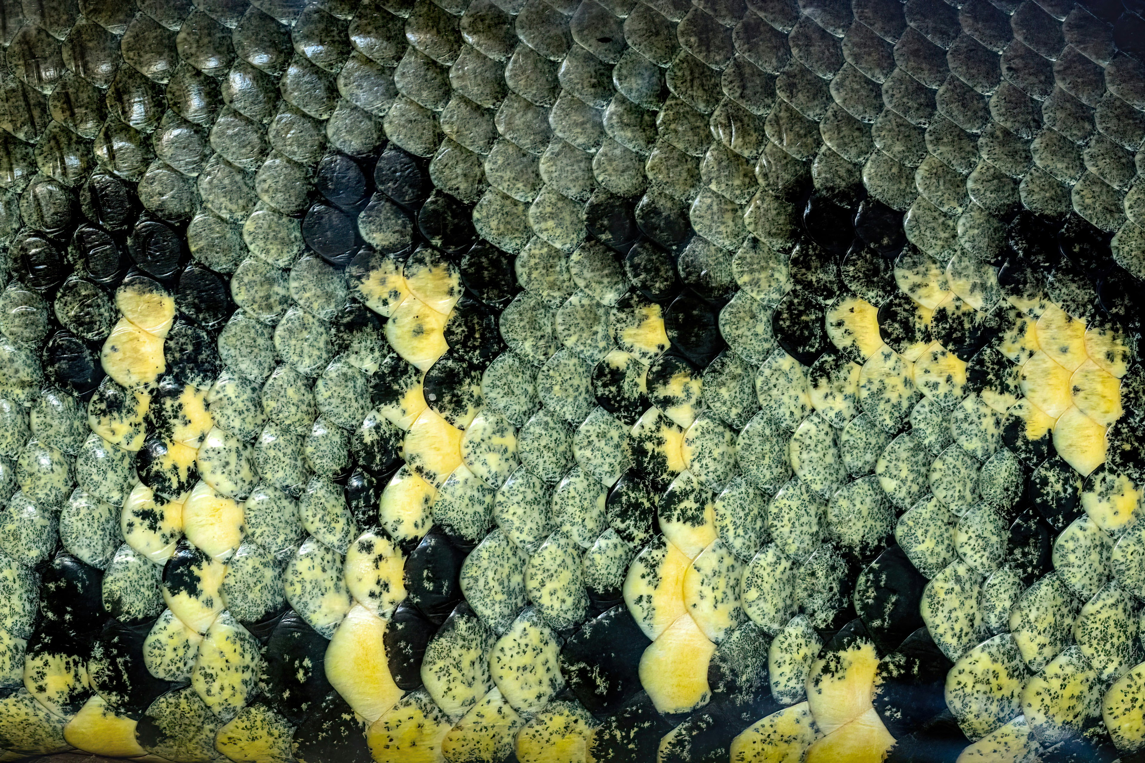 Premium Sturgeon Caviar - Black Pearl