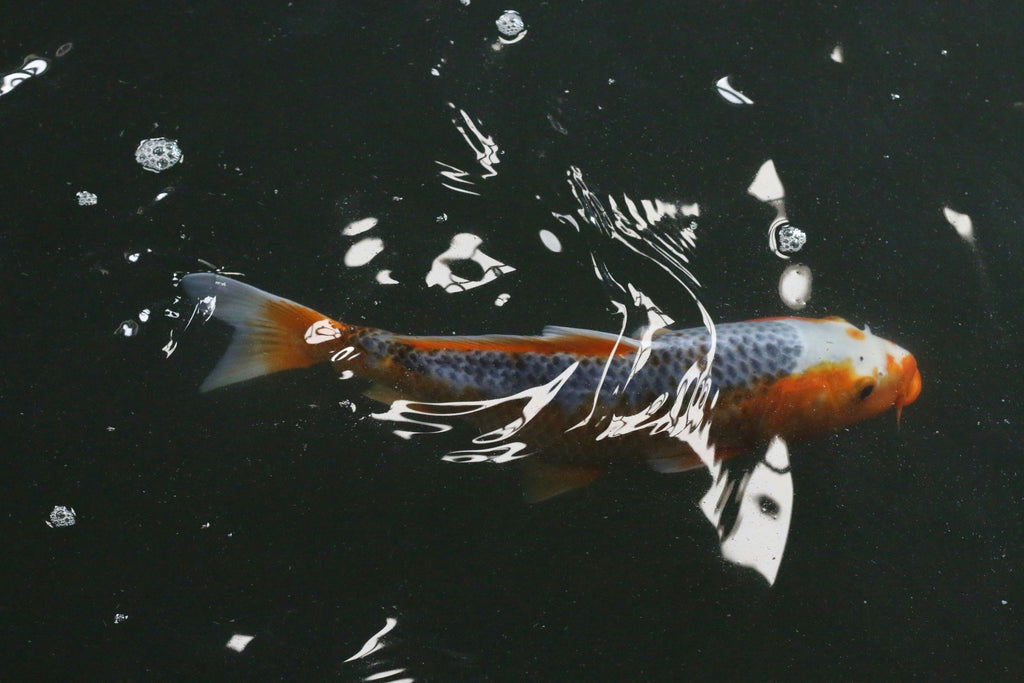 Wild-Caught Atlantic Salmon Fillet - Fresh