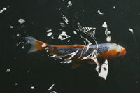 Wild-Caught Atlantic Salmon Fillet - Fresh
