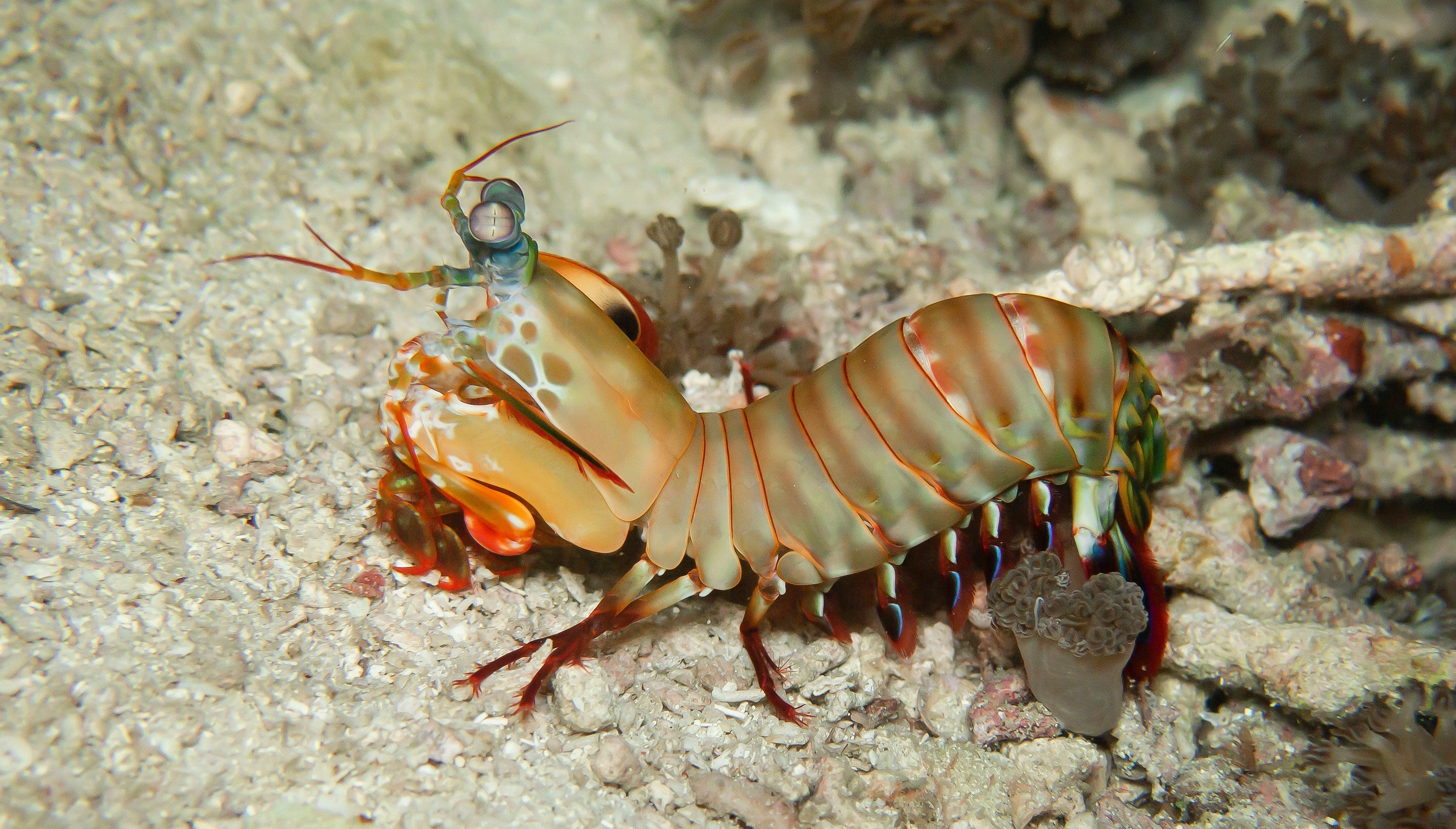 Jumbo Tiger Shrimp - Peeled & Deveined