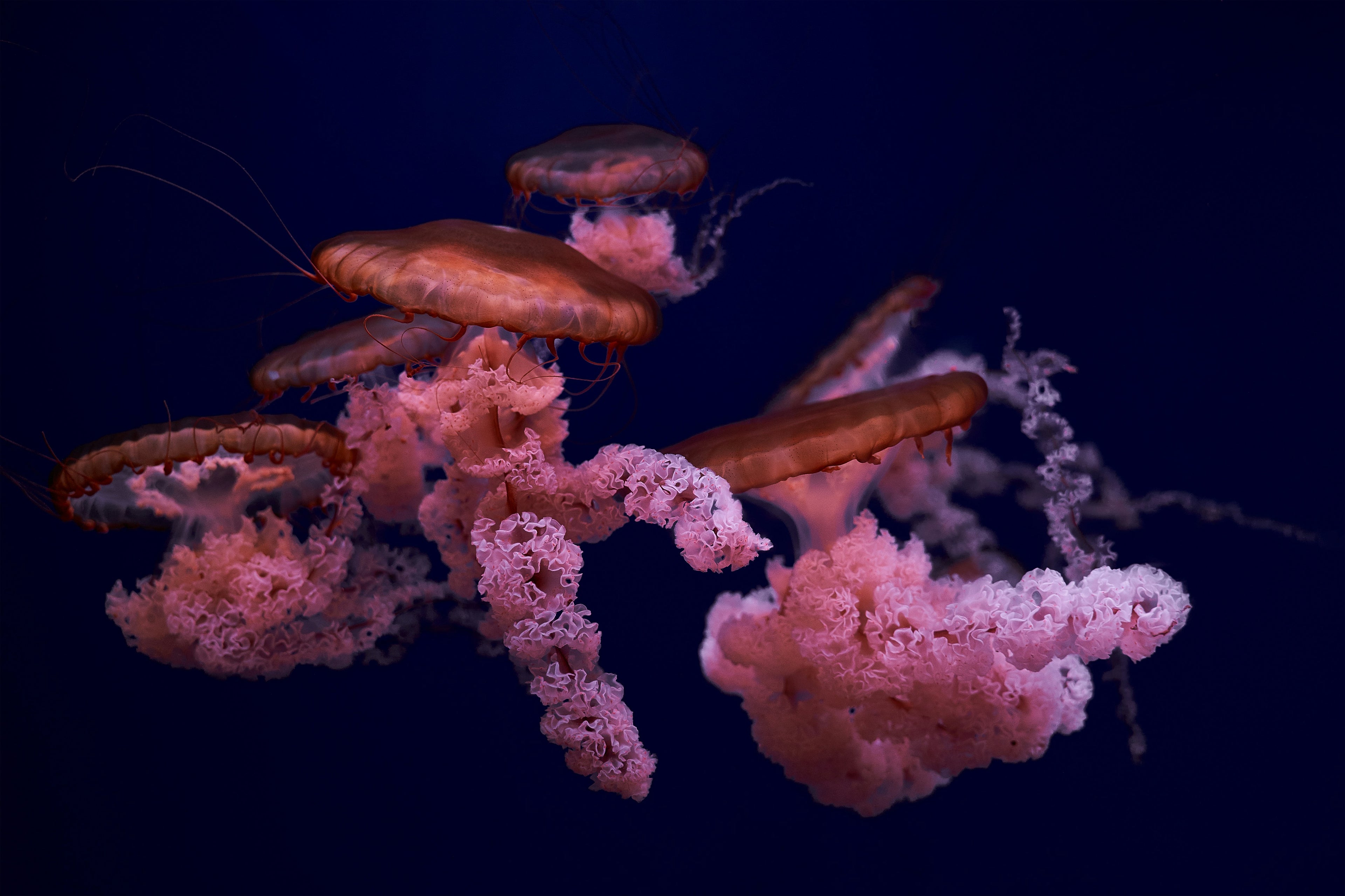 Jumbo Tiger Shrimp - Peeled & Deveined