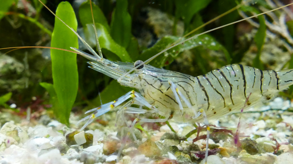 Jumbo Tiger Shrimp - Peeled & Deveined