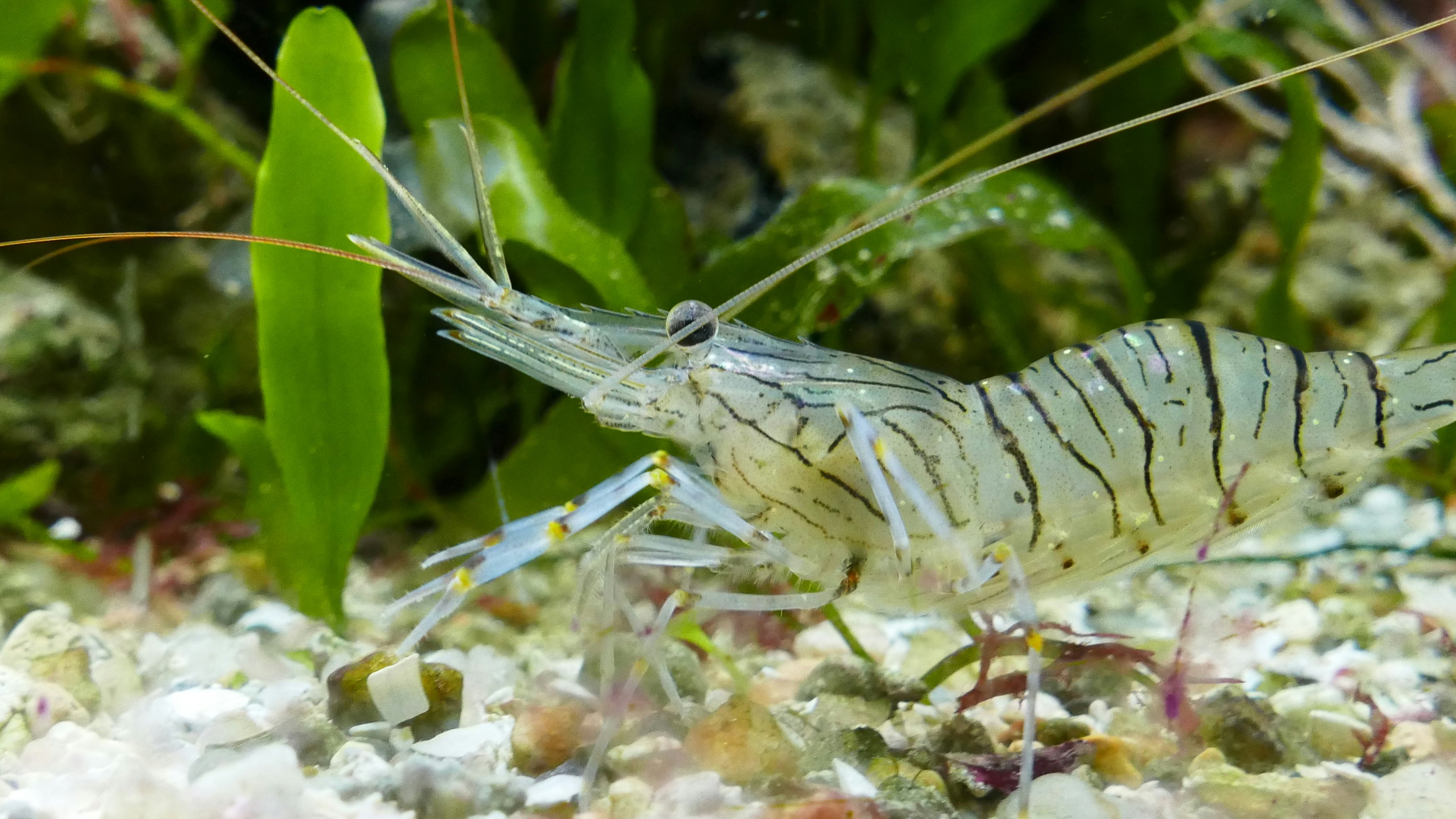 Jumbo Tiger Shrimp - Peeled & Deveined