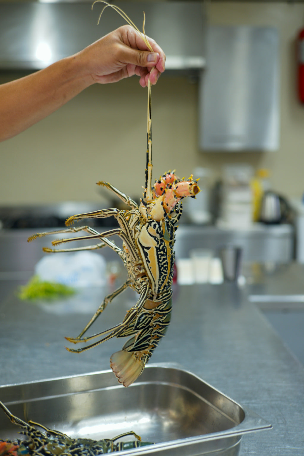 Jumbo Tiger Shrimp - Peeled & Deveined