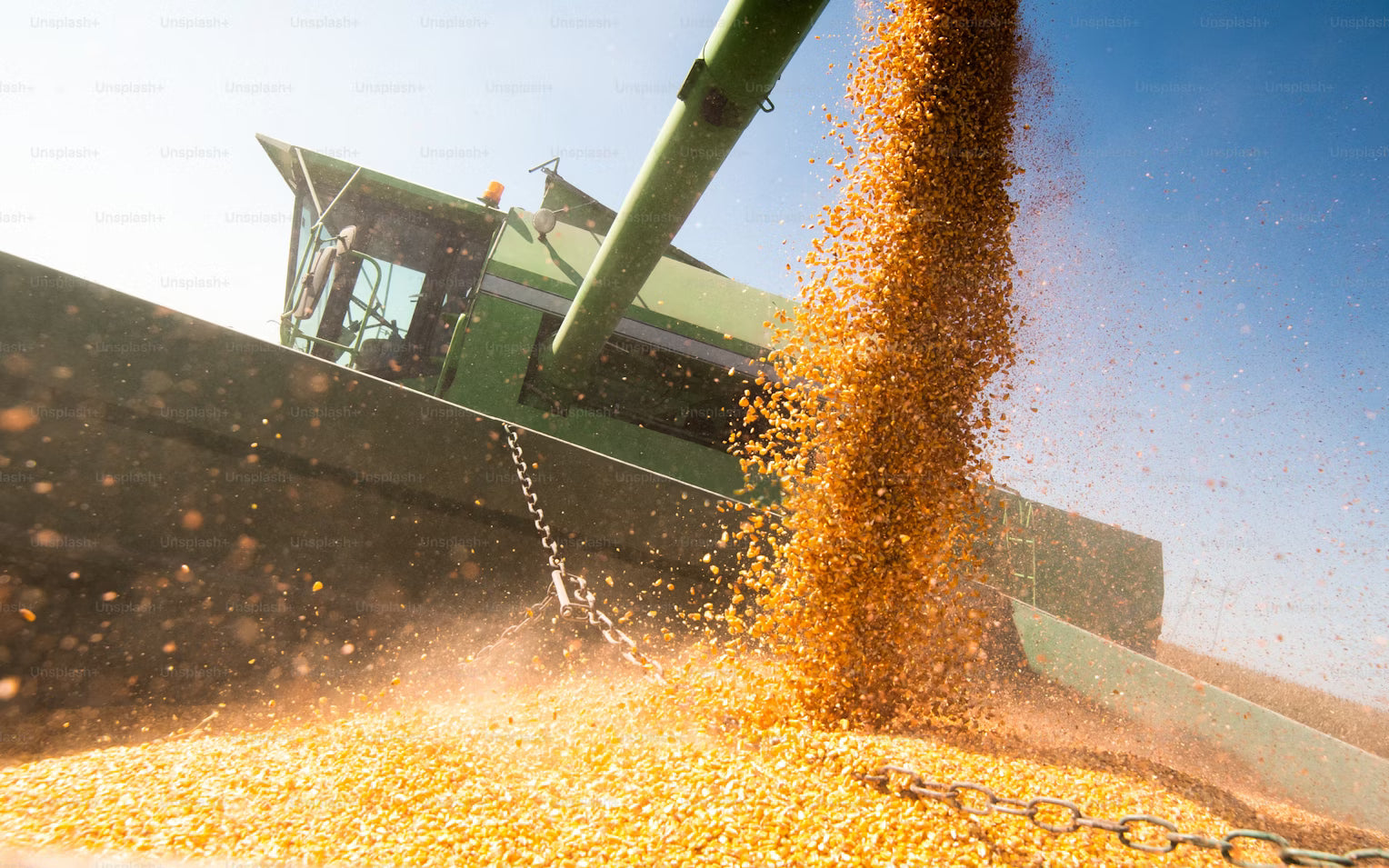 Sweet Golden Corn Kernels - Premium Canned