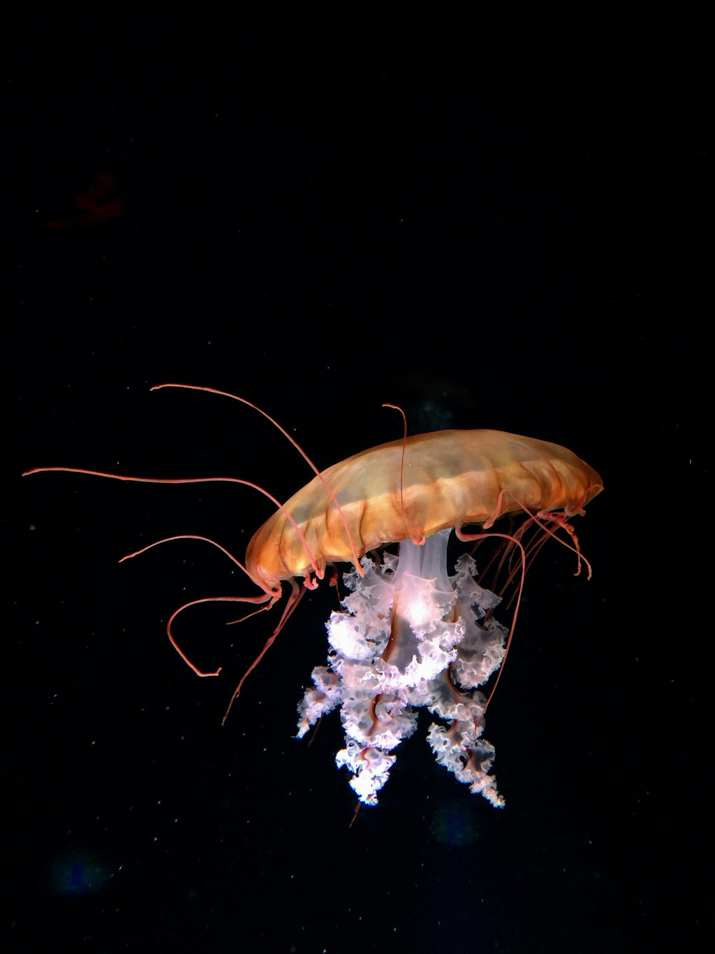 Jumbo Tiger Shrimp - Peeled & Deveined