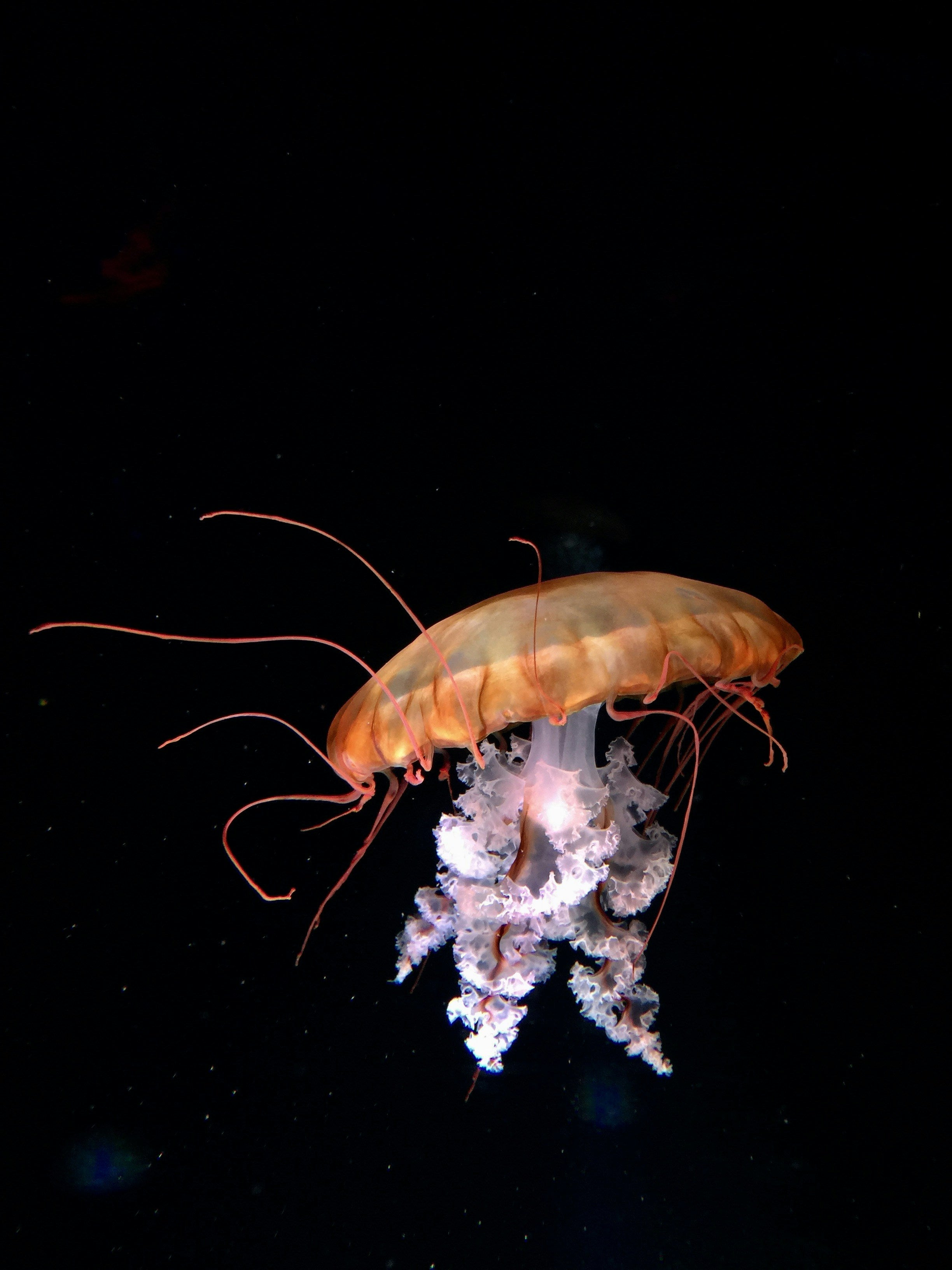 Jumbo Tiger Shrimp - Peeled & Deveined